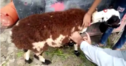 Pakistan'da böyle dolandırıcılık görülmedi! Kurbanlık koyun diye aldılar bakın ne çıktı