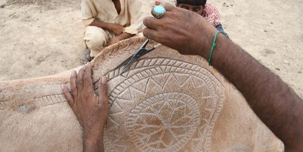 Pakistan'da Kurban Bayramı'na hazırlık! Süslenen develer renkli görüntüler oluşturdu
