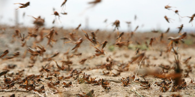 Pakistan'daki çekirge istilasına karşı Türkiye harekete geçti!