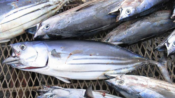 Palamut azaldı, tüketiciler lakerdayı tercih ediyor