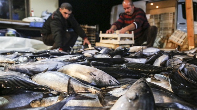 Palamut Boğaz'ı geçemedi!