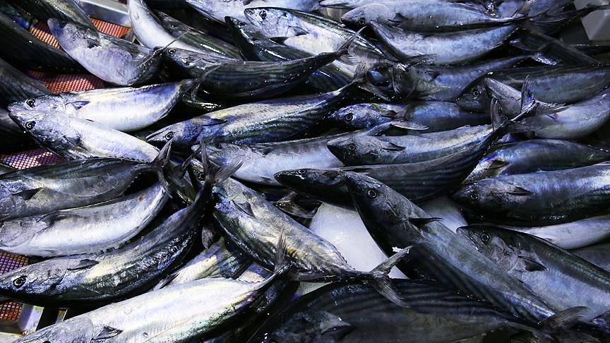 Palamut bolluğundan ihtiyaç sahipleri de faydalandırıldı