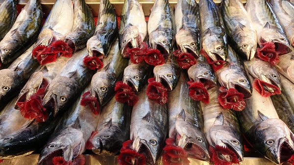 Palamut fiyatı ne kadar? Güncel balık fiyatları