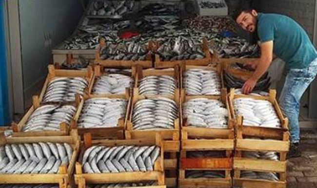 Palamut fiyatlarında düşüş!