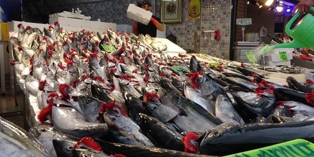 Palamut göçü gerçekleşti