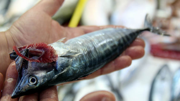 Palamut hayal kırıklığı oluşturdu, umut hamside