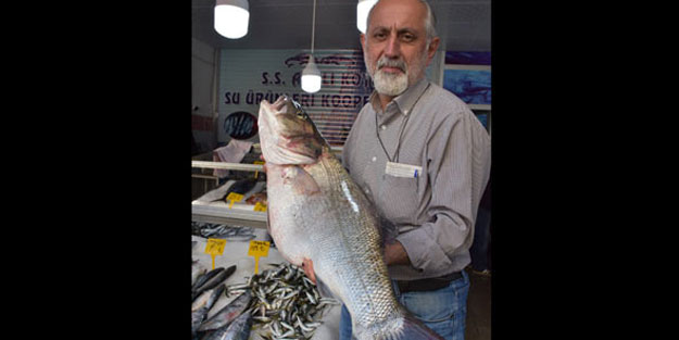 Palamut için açıldılar, 11 kiloluk dev levrek yakaladılar