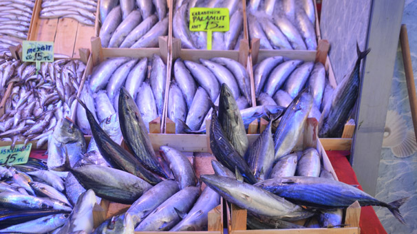 Palamut tahtını hamsi sallıyor