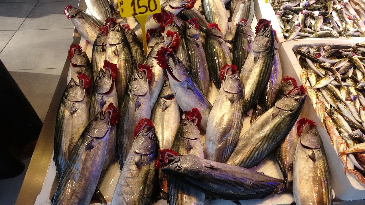 Palamut yerini bakın hangi balığa bıraktı