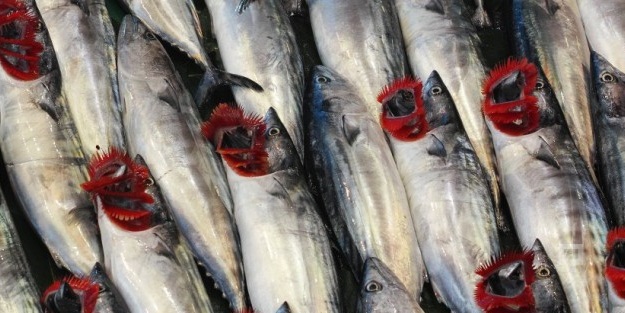 Palamutun 3 tanesi 10 liraya düştü