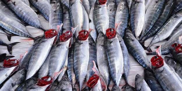 Palamutun fiyatı 10 TL'ye geriledi