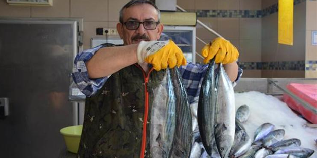 Palamutun tanesi 5 TL'ye geriledi