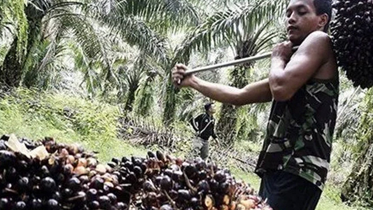 Palm yağından ralli: Fiyatları fırlayacak!