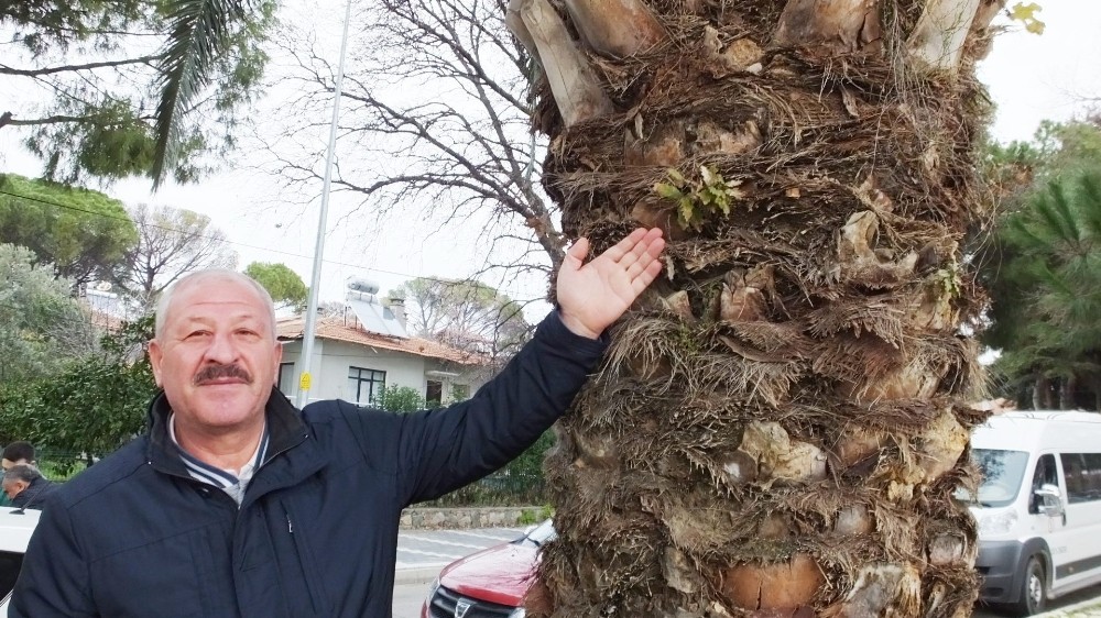 Palmiye ağacının gövdesinden incir ve meşe çıktı 