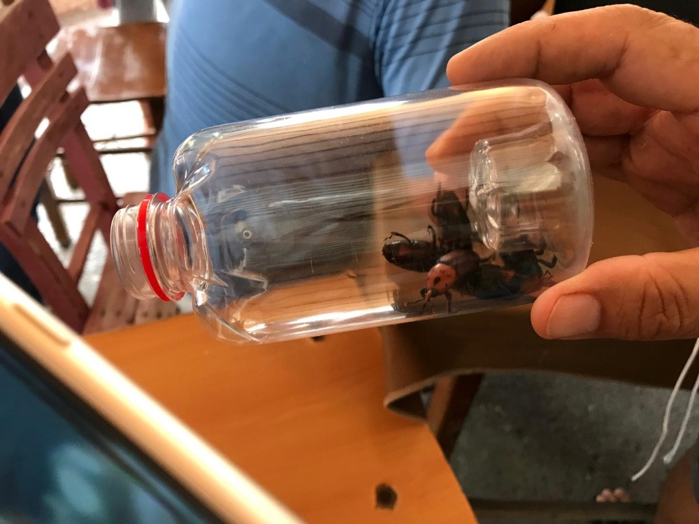 Palmiye kırmızı böceği ile ortak mücadele toplantısı düzenlenecek 