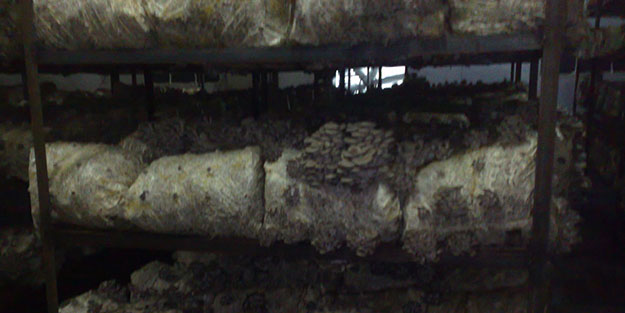 Pamuklara sarıp büyütüyorlar!