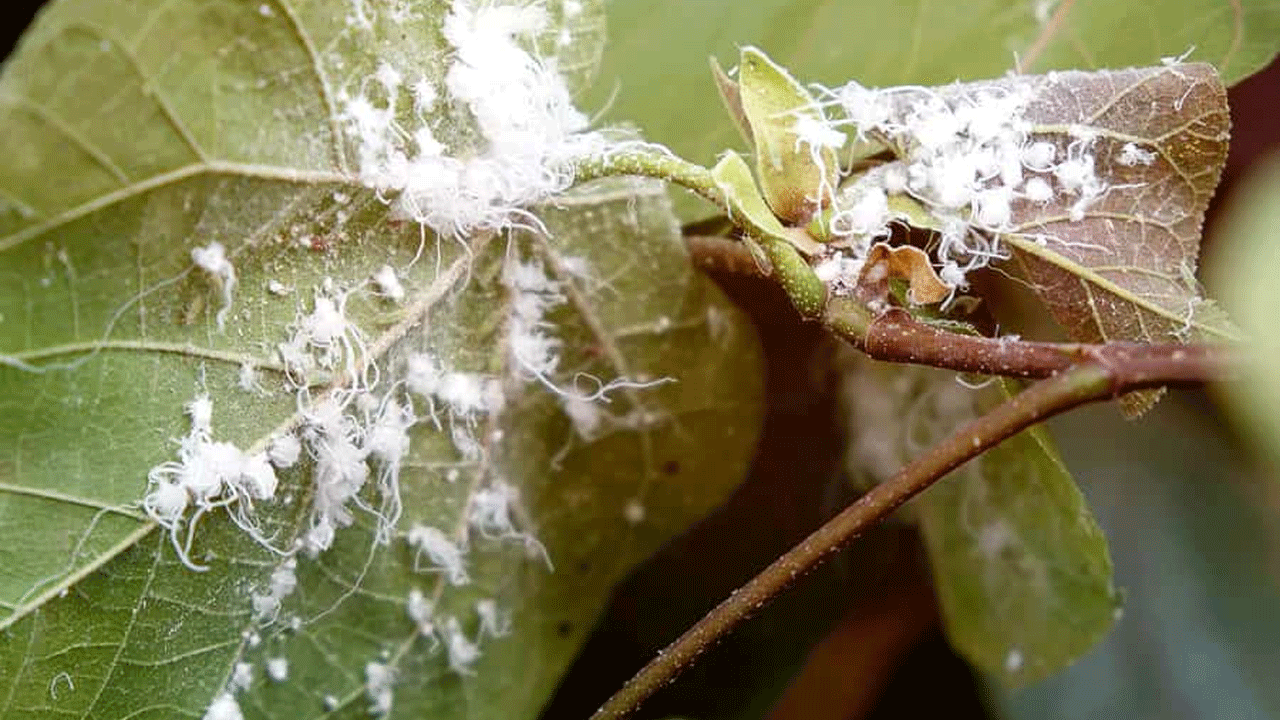 Pamuk tarlalarında sessiz tehlike: üreticiye unlu bit uyarısı