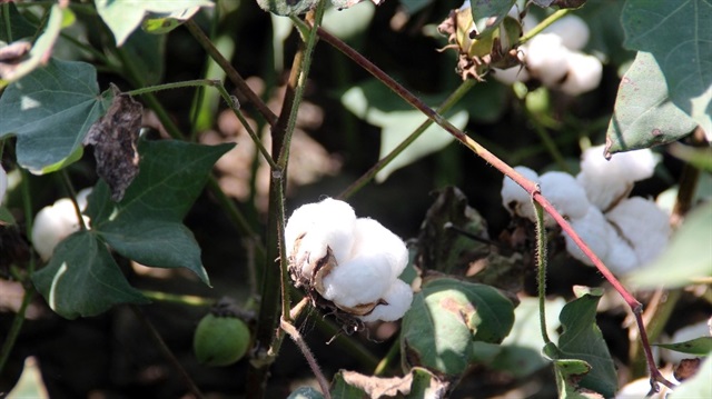'Pamuk üretimi yüzde 20 yükselecek'