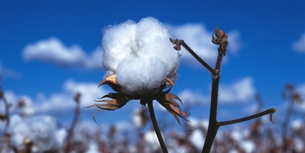 Pamukta devlet desteği ekim alanını artırdı