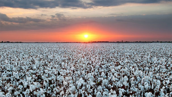 Pamukta ekim alanı devlet desteğiyle çoğaldı