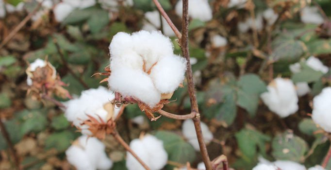 Pamukta verim azaldı, üretici zorda