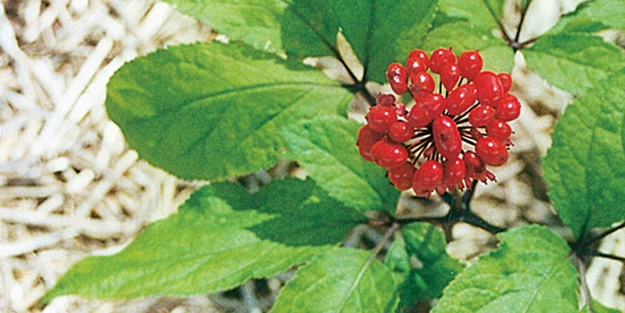 Panax Ginseng her derde deva