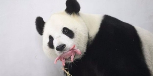 Panda Hao Hao anne oldu