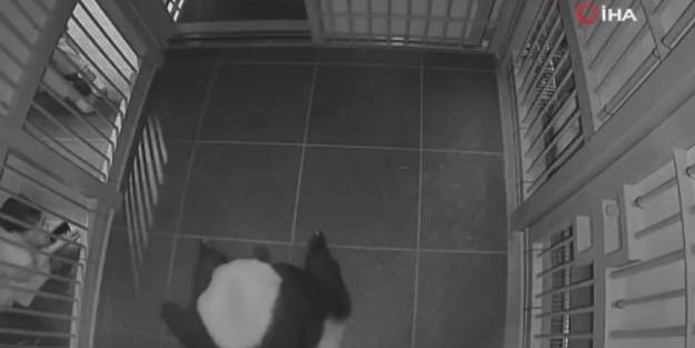 Panda ikiz bebek dünyaya getirdi! İşte o mucizevi anlar...