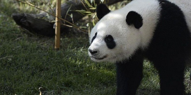 Panda yavrusunun bağırsağından çıktı!
