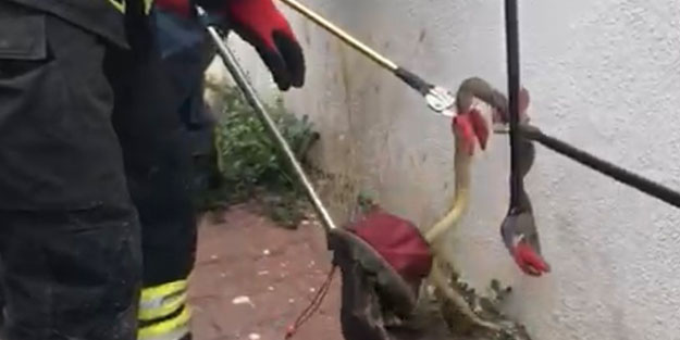 Panik dolu anlar! Otomobilden 1,5 metre uzunluğunda yılan çıktı