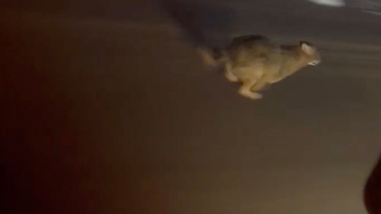 Panikle koşarken kameraya yansıdı!