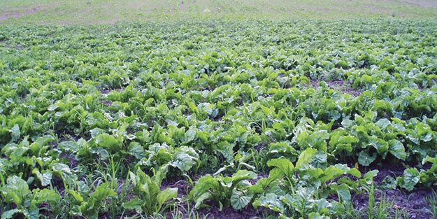 PANKOBİRLİK’ten Cumhurbaşkanına teşekkür! Kota düştü pancar üreticisinin yüzü güldü