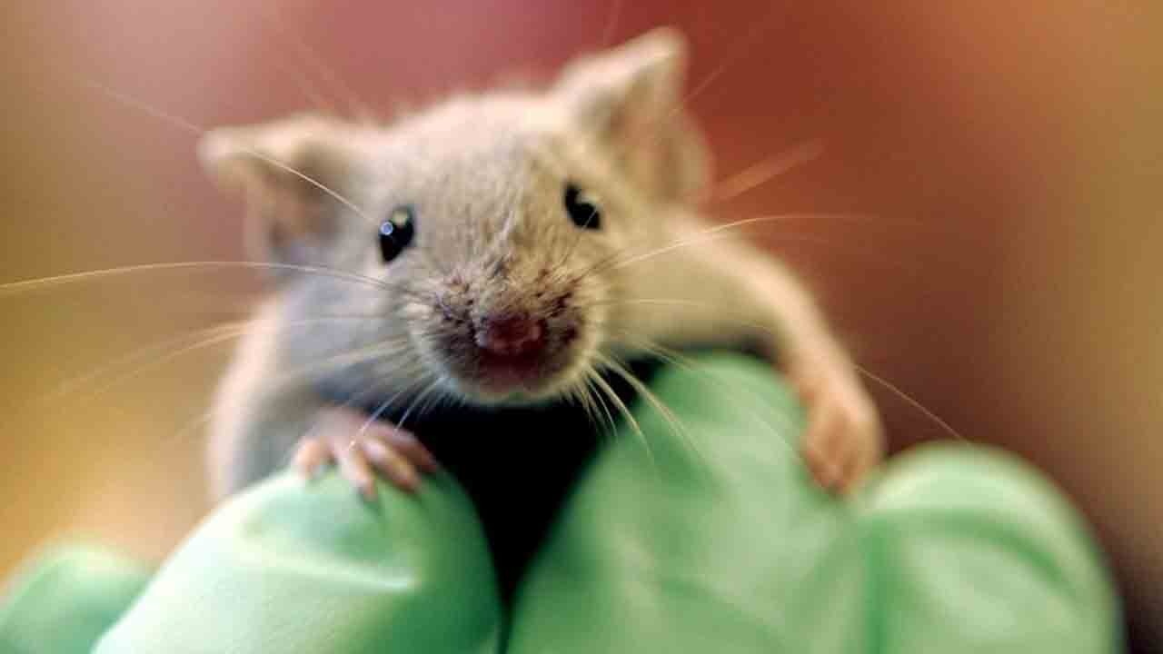 Pankreas kanserinde umut veren gelişme: Farelerde tümörler tamamen kayboldu