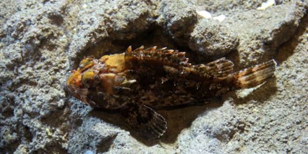 Panzehiri olmayan balık! - FOTO