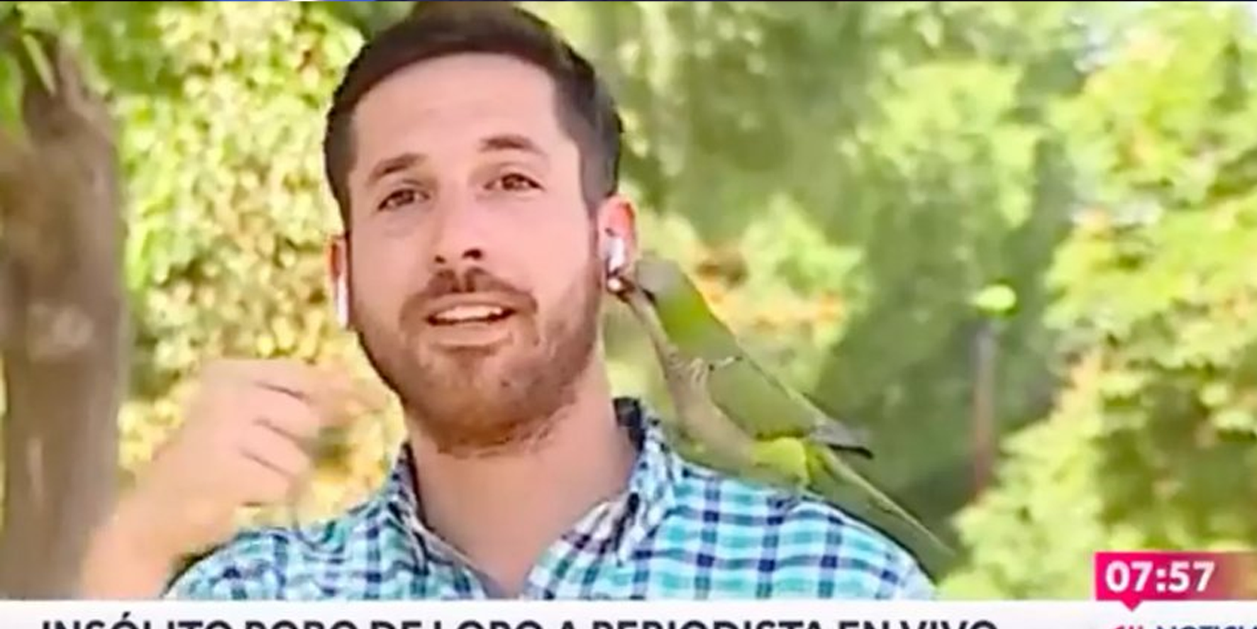 Papağan, bölgedeki soygunları anlatan muhabirin kulaklığını çaldı