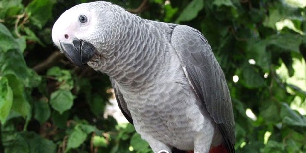 Papağan cinayetin tek tanığı oldu