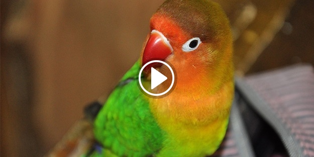 Papağan görenleri şaşkına çeviriyor