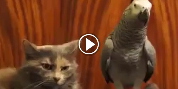 Papağan kediyi bir türlü bırakmadı!