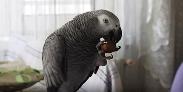 Papağandan Türk askerine dua