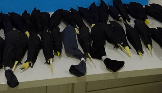 Papağanları bez kılıflar ve çorapların içine saklamışlar!