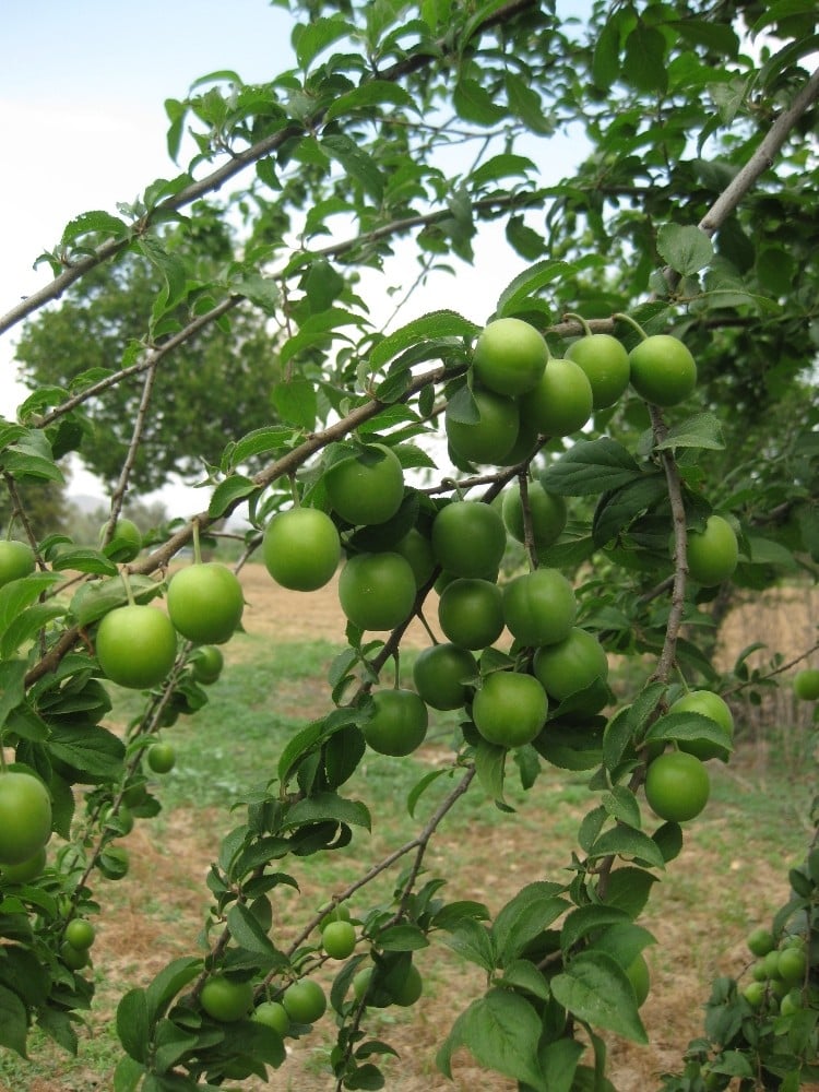 Papaz eriği dalında 7-8 lira 