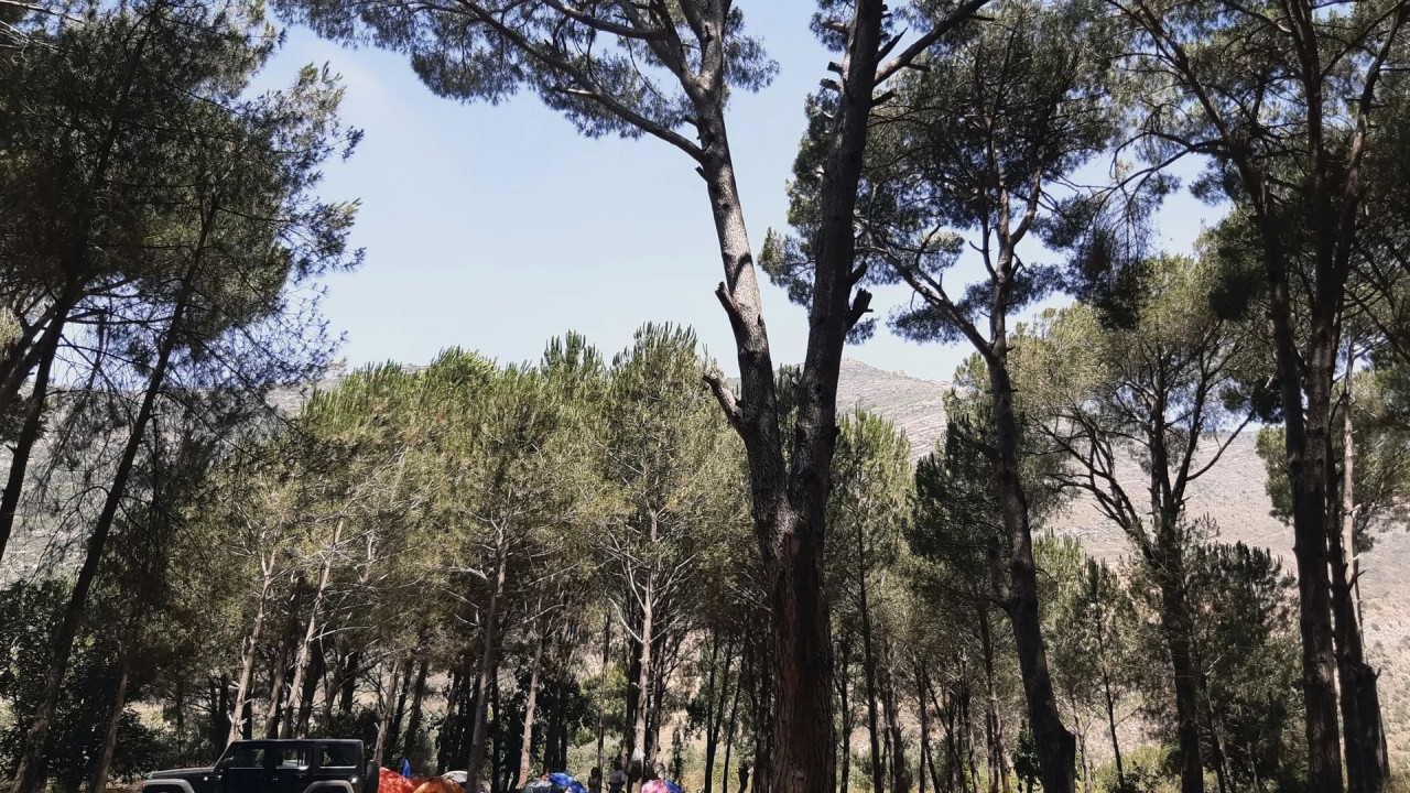 “Para basan ağaç” ilk defa tohum verdi: Tohumlarının piyasa değeri 300 bin TL’ye yakın