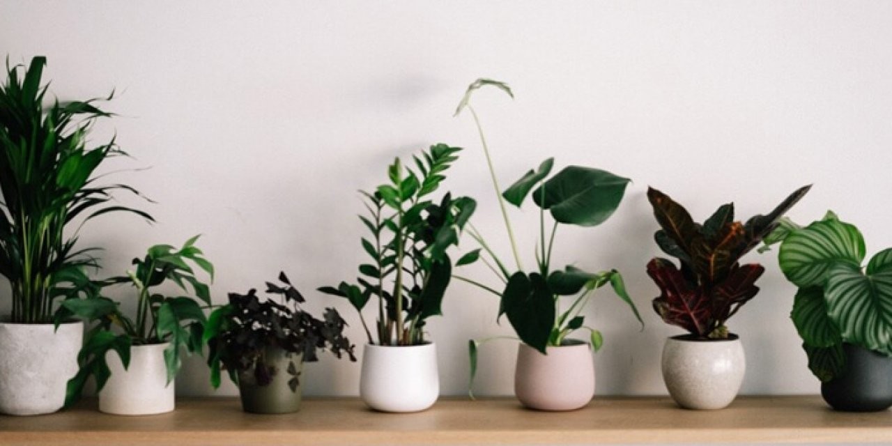 Para bereket çiçeği bakımı, çoğaltılması: Bu bitkinin şok eden faydaları saymakla bitmiyor! Daha önce benzerini görmedik