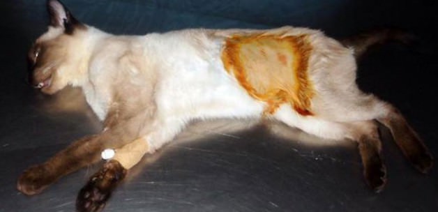 Para yutan kedi ameliyata alındı