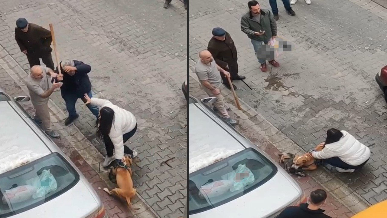 Parçalayarak öldürdü Köpek yasaklı ırk, ‘sahibi’ belli değil