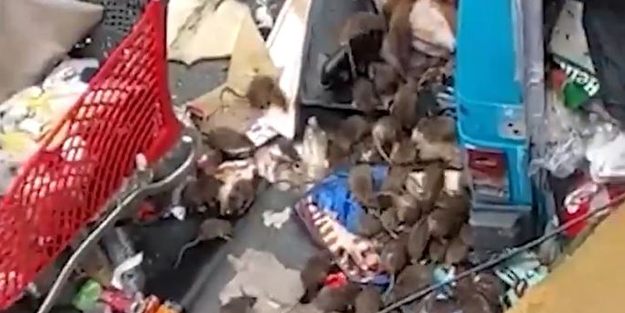 Paris'i fareler sardı! İşte temiz, liberal entelektüel, laikçi Fransa'nın gerçek yüzü