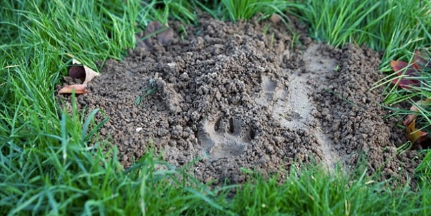 Paris'te başı boş kaplan paniği