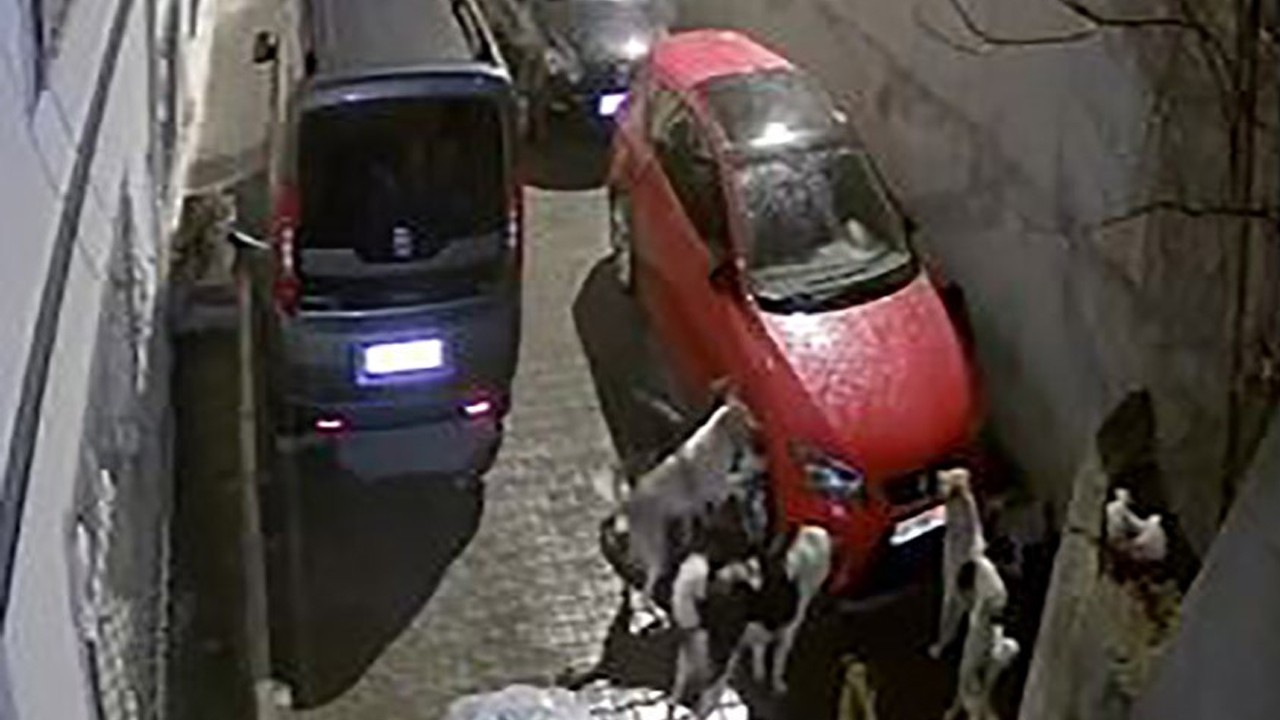 Park halindeki araca köpekler saldırdı! O anlar kamerada