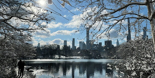 Parkın orta yerine 180 kiloluk altın bırakıldı! Tam 11.7 milyon dolar değerinde