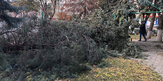 Parkta oturan adamın üstüne ağaç devrildi